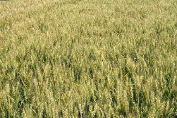 济麦44的产量，平均亩产量达到732公斤左右