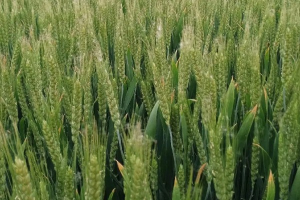 济麦44的产量，平均亩产量达到732公斤左右