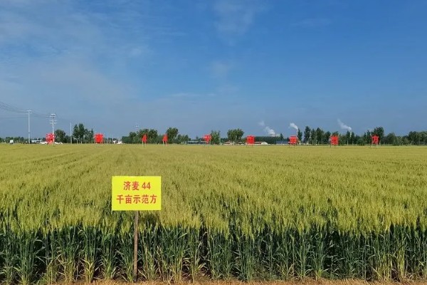 济麦44的产量，平均亩产量达到732公斤左右