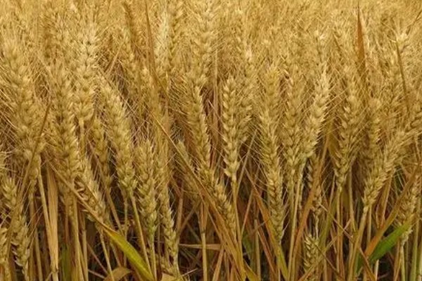 济麦44的产量，平均亩产量达到732公斤左右