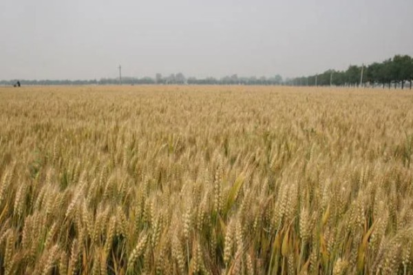 济麦44的产量，平均亩产量达到732公斤左右