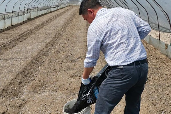 五味子的施肥管理技术,使用优质有机肥作为基肥