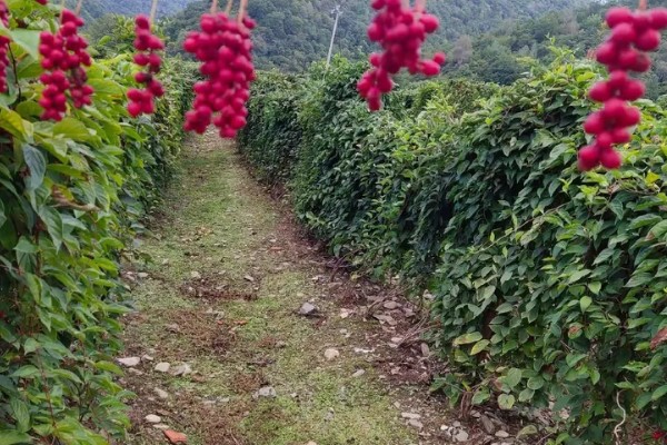 五味子的施肥管理技术,使用优质有机肥作为基肥