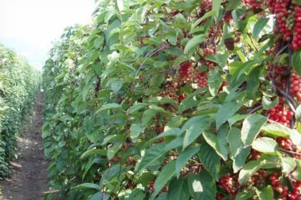 五味子的施肥管理技术,使用优质有机肥作为基肥