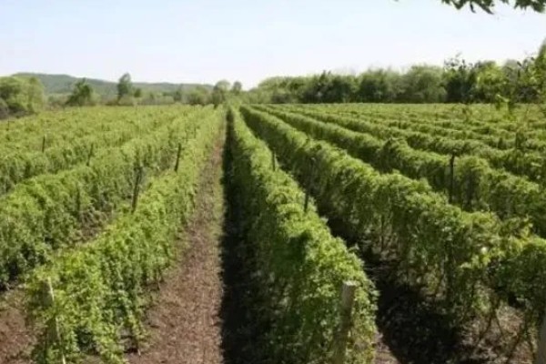 五味子的施肥管理技术,使用优质有机肥作为基肥