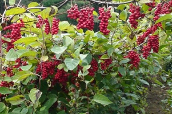 五味子的施肥管理技术,使用优质有机肥作为基肥