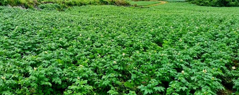 冬马铃薯怎么防寒，使用热性肥料可以提高地温