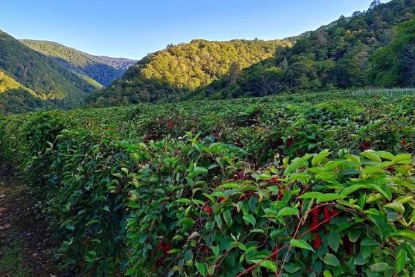 五味子的施肥管理技术,使用优质有机肥作为基肥