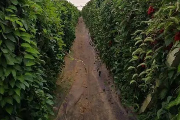 五味子的施肥管理技术,使用优质有机肥作为基肥