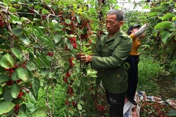 五味子的施肥管理技术,使用优质有机肥作为基肥