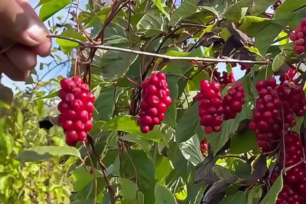 五味子的施肥管理技术,使用优质有机肥作为基肥