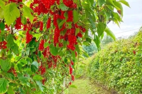 五味子的施肥管理技术,使用优质有机肥作为基肥