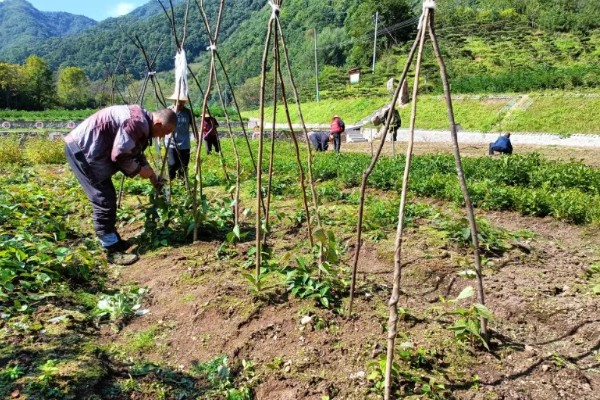 五味子的施肥管理技术,使用优质有机肥作为基肥