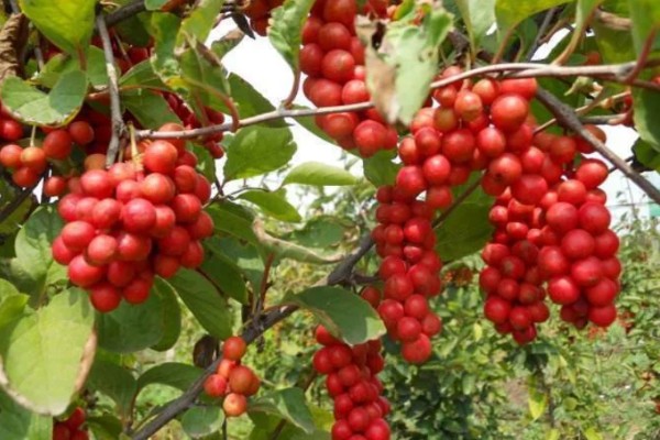 五味子的施肥管理技术,使用优质有机肥作为基肥