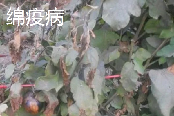 茄子苗期要注意什么，需防治病害和生理性缺硼