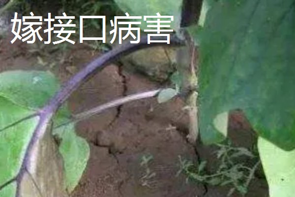 茄子苗期要注意什么，需防治病害和生理性缺硼