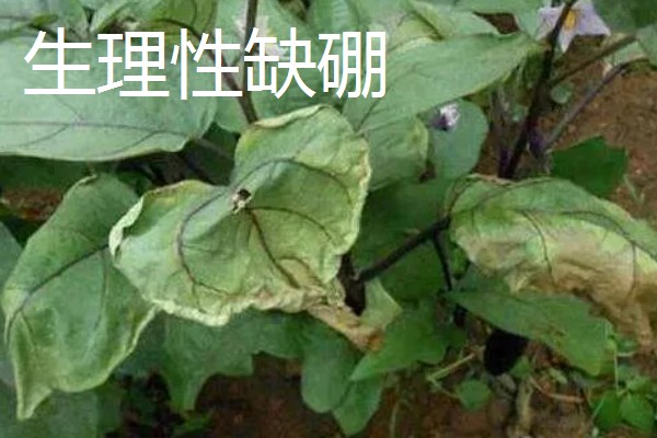 茄子苗期要注意什么，需防治病害和生理性缺硼
