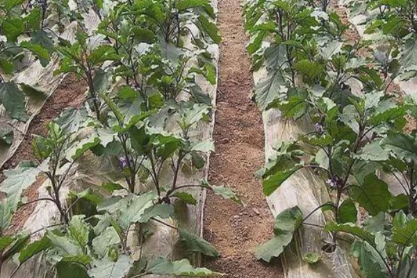 茄子苗期要注意什么，需防治病害和生理性缺硼