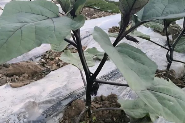 茄子苗期要注意什么，需防治病害和生理性缺硼