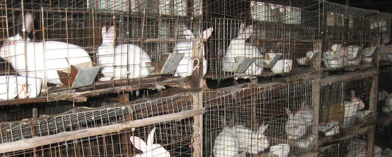 獭兔的防疫管理方法，首先要保持笼舍的干净