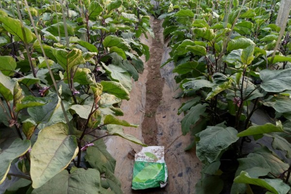 茄子苗期要注意什么，需防治病害和生理性缺硼