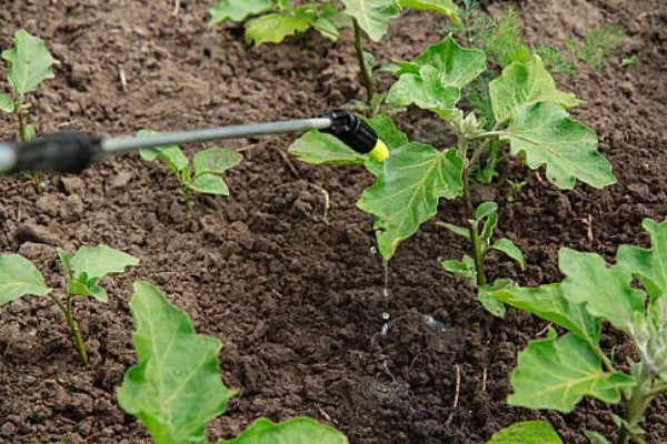 茄子苗期要注意什么，需防治病害和生理性缺硼