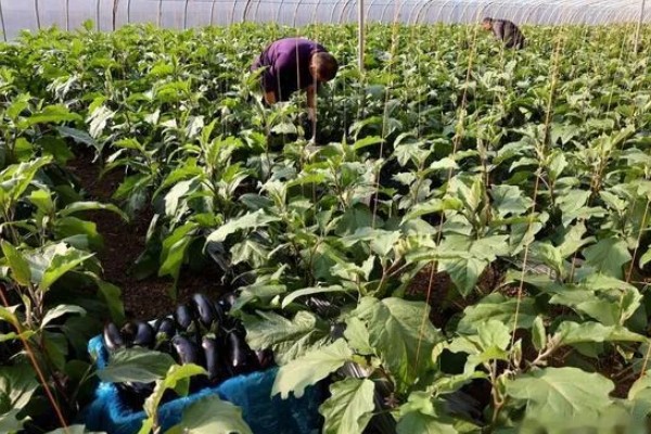 茄子苗期要注意什么，需防治病害和生理性缺硼