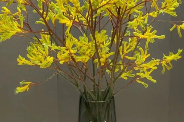 袋鼠爪鲜花的水培方法，每天见光不能少于7小时