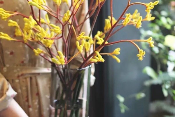 袋鼠爪鲜花的水培方法，每天见光不能少于7小时