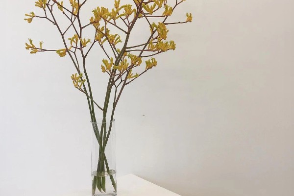 袋鼠爪鲜花的水培方法，每天见光不能少于7小时