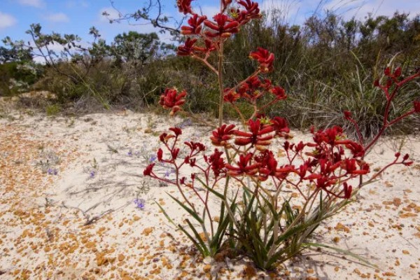袋鼠爪鲜花的水培方法，每天见光不能少于7小时