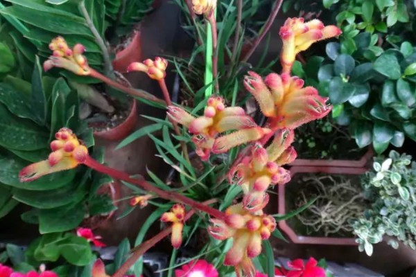 袋鼠爪鲜花的水培方法，每天见光不能少于7小时