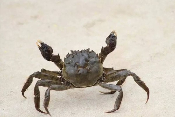 母蟹和公蟹如何区分,外形和蟹黄均不同