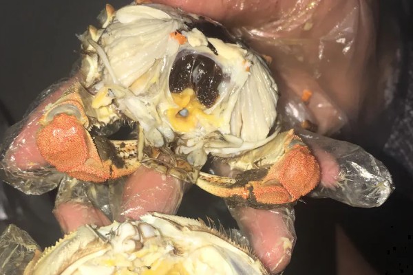 母蟹和公蟹如何区分,外形和蟹黄均不同