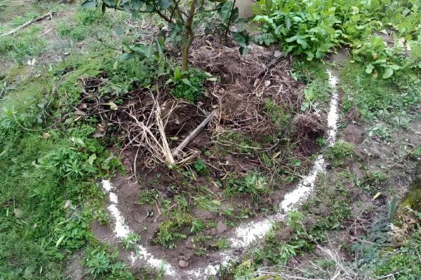 脐橙的施肥技巧,主要有以下6种方式