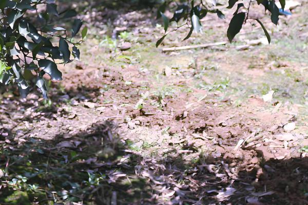 脐橙的施肥技巧,主要有以下6种方式