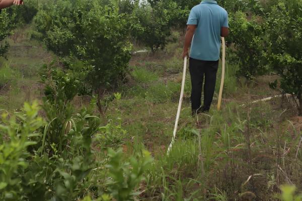 脐橙的施肥技巧,主要有以下6种方式