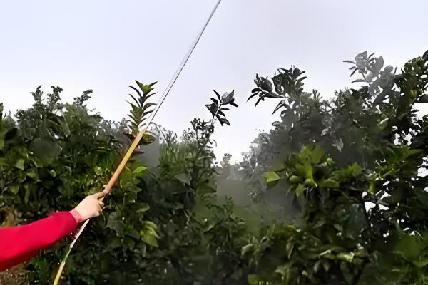 脐橙的施肥技巧,主要有以下6种方式