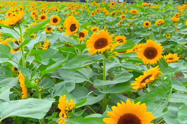 室外阳光下茂盛生长的植物品种，推荐向日葵、炮仗花等