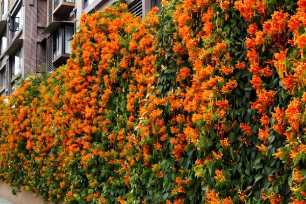 室外阳光下茂盛生长的植物品种，推荐向日葵、炮仗花等