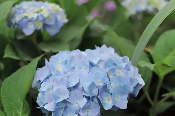 室外阳光下茂盛生长的植物品种，推荐向日葵、炮仗花等