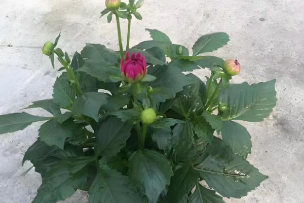 室外阳光下茂盛生长的植物品种，推荐向日葵、炮仗花等