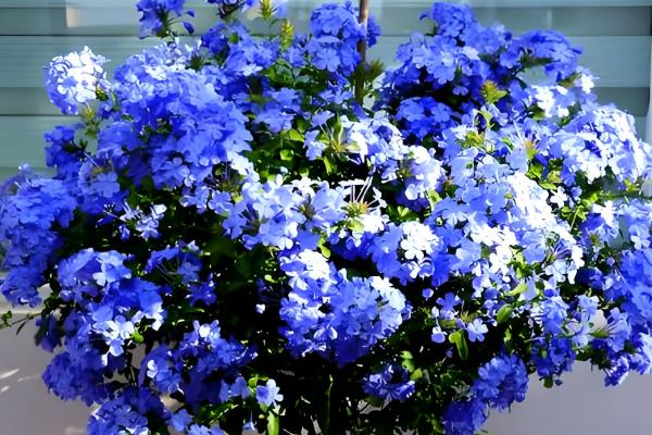 室外阳光下茂盛生长的植物品种，推荐向日葵、炮仗花等