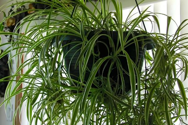 室外阳光下茂盛生长的植物品种，推荐向日葵、炮仗花等