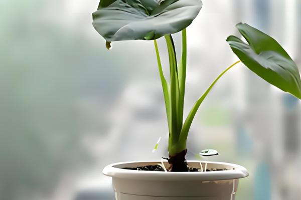 室外阳光下茂盛生长的植物品种，推荐向日葵、炮仗花等