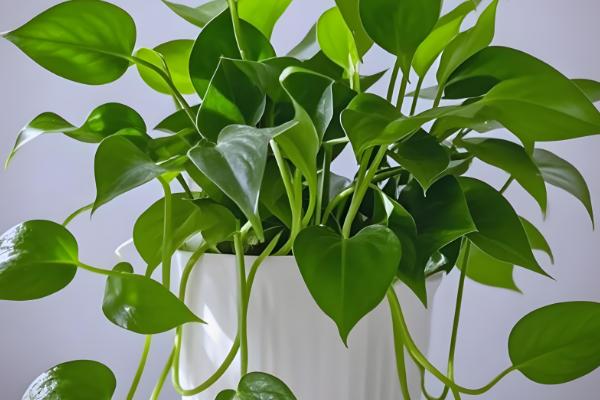 室外阳光下茂盛生长的植物品种，推荐向日葵、炮仗花等