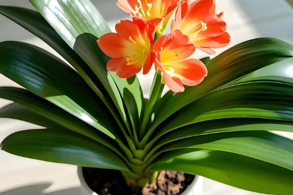 室外阳光下茂盛生长的植物品种，推荐向日葵、炮仗花等