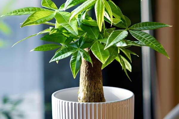 室外阳光下茂盛生长的植物品种，推荐向日葵、炮仗花等