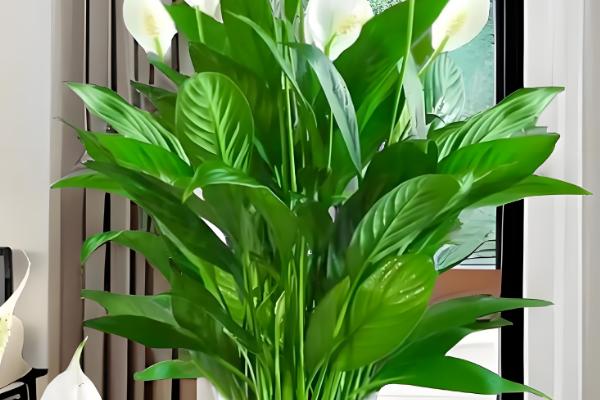 室外阳光下茂盛生长的植物品种，推荐向日葵、炮仗花等