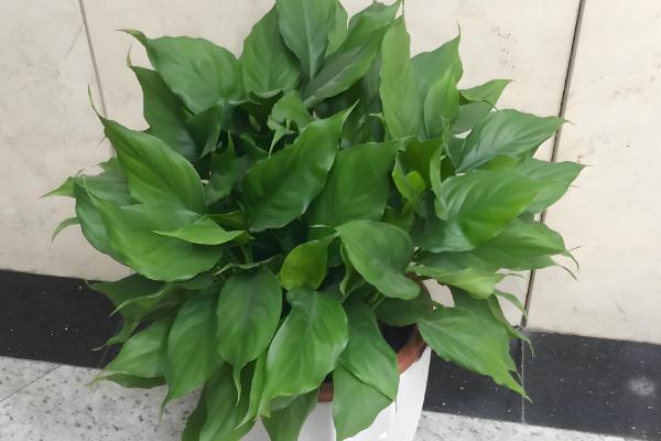 室外阳光下茂盛生长的植物品种，推荐向日葵、炮仗花等